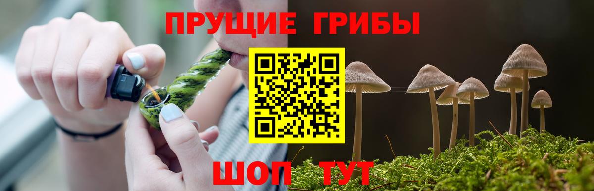 Псилоцибиновые грибы Psilocybe  Кирово-Чепецк 